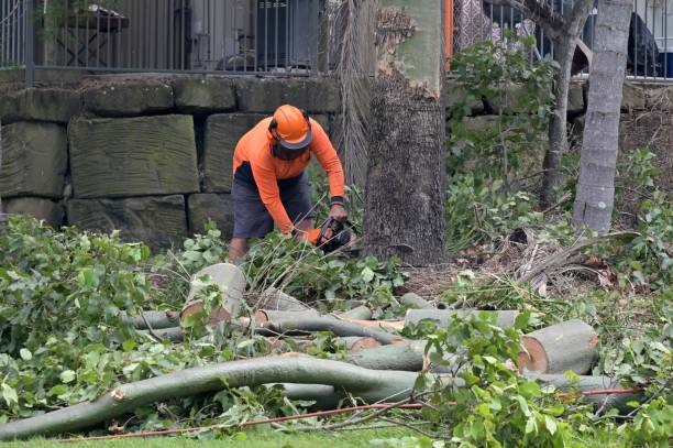 Professional Tree Service in Lamont, CA